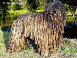 犬を家族に迎える前に